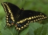 Black Swallowtail