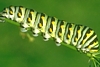 Black Swallowtail Caterpillar