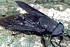 Black Horse Fly