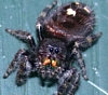 Bold Jumping Spider