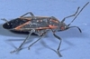 Boxelder Bug