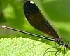 Broad-winged Damselfly