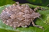 Arboreal Stink Bug