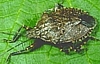 Arboreal Stink Bug