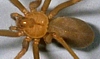 Brown Recluse