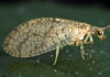 Brown Lacewing