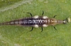 Brown Lacewing Larva