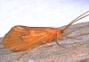 Adult Caddisfly