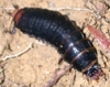 Calosoma larva