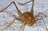 Camel (Cave) Cricket