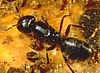 Carpenter Ant