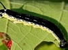 Catalpaworm
