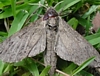 Catalpa Sphinx