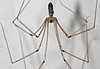 Long-bodied Cellar Spider