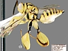 Chalcidid Wasp