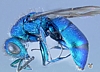 Cuckoo Wasp