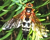 Cicada Killer Wasp