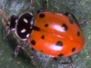 Convergent Lady Beetle