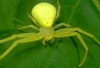 Crab Spiders