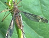 Crane Fly, Tipula sp.