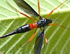 Crane Fly, Ctenophora sp.