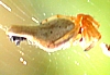 Cyclosa sp.