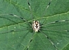 Leiobunum sp.