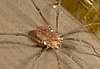 Leiobunum sp.