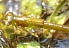 Damselfly Naiad