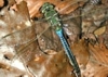 Darner