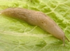 Gray Field Slug