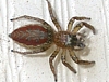 Female Dimorphic Jumping Spider