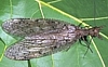 Female Dobsonfly