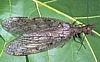 Dobsonflies