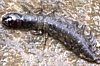 Dobsonfly Larva