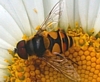 Flower Flies, Hover Flies