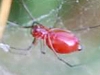 Sheet-Weaving Spiders