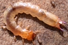 Fire-Colored Beetle Larva