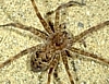 Fishing Spider