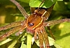 Six-Spotted Fishing Spider