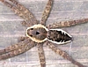 Dolomedes vittatus