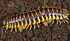 Flat Millipede