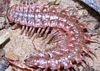 Flat-Backed Millipede