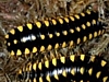 Flat Millipede