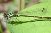 Narrow-Winged Damselfly