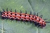 Fritillary Caterpillar