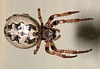 Furrow Spider