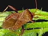 Leaf-footed Bugs