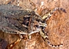 Lethocerus sp.