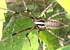 Grass Spider